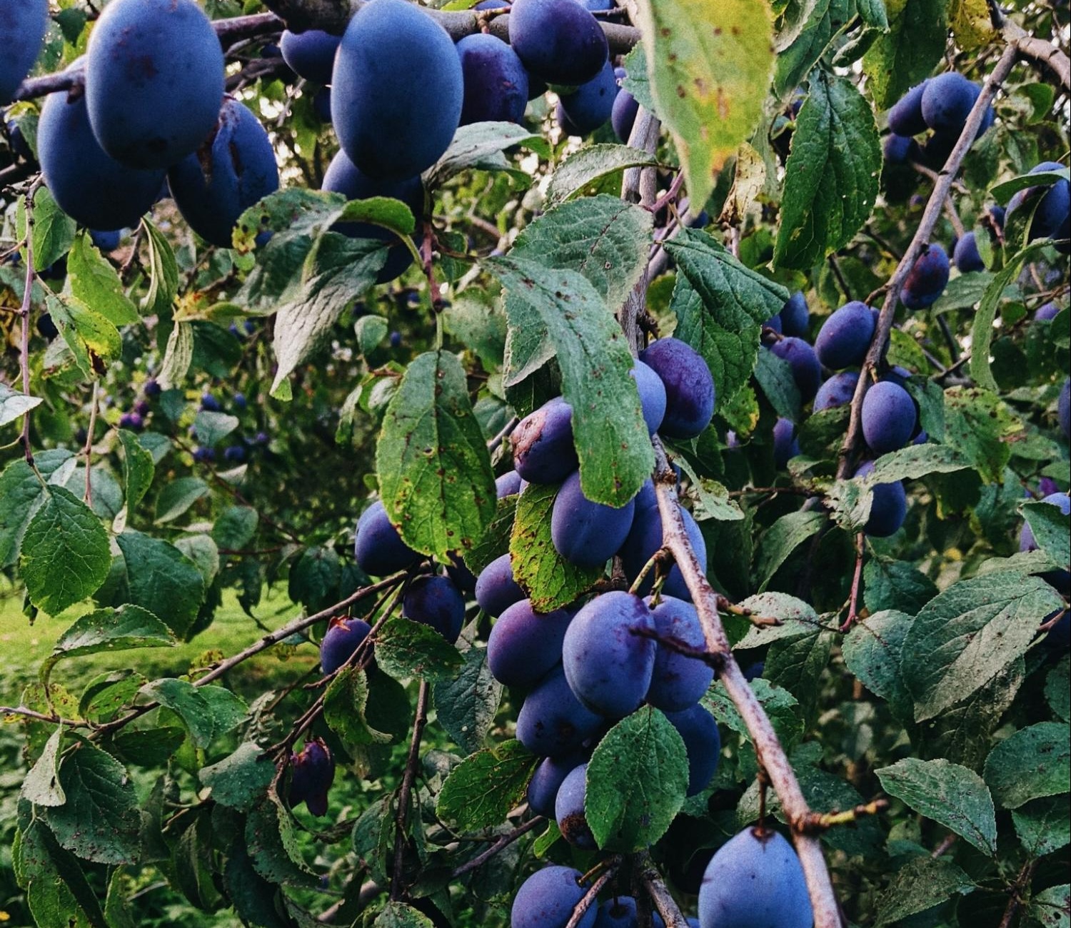 wild plum tree wild plum tree