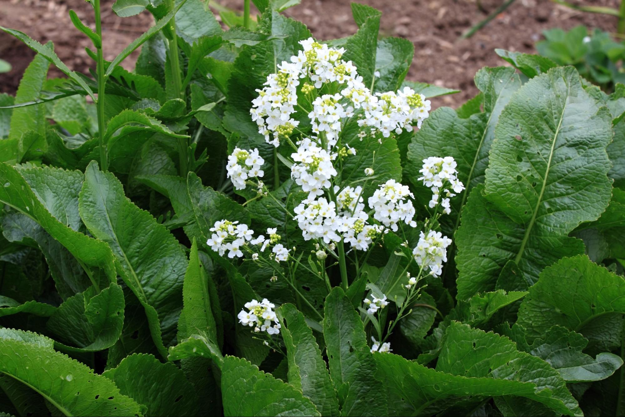horseradish blooms horseradish blooms