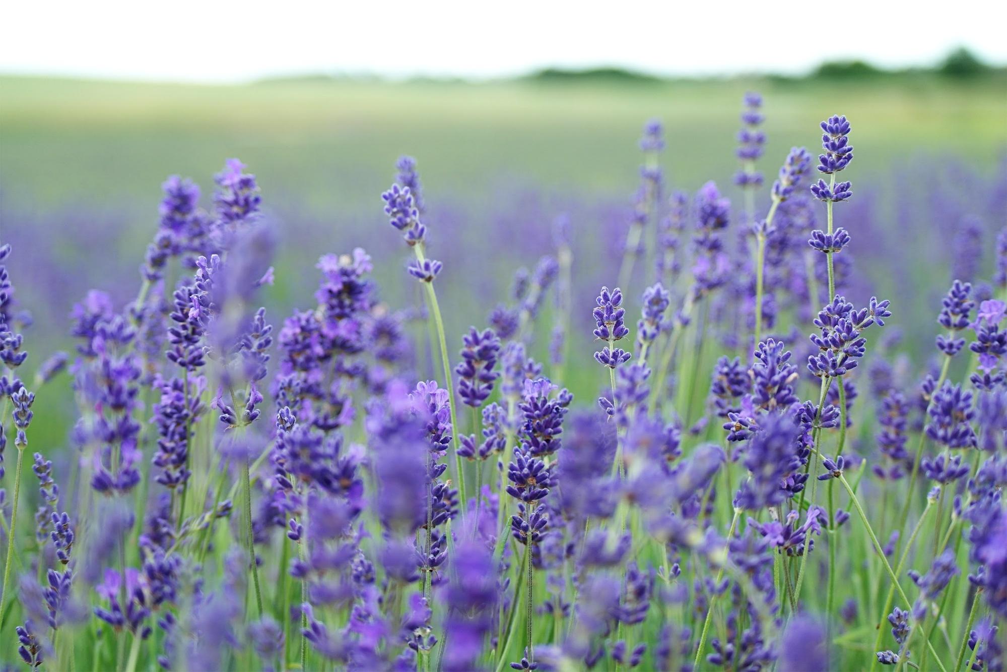 lavender field lavender field
