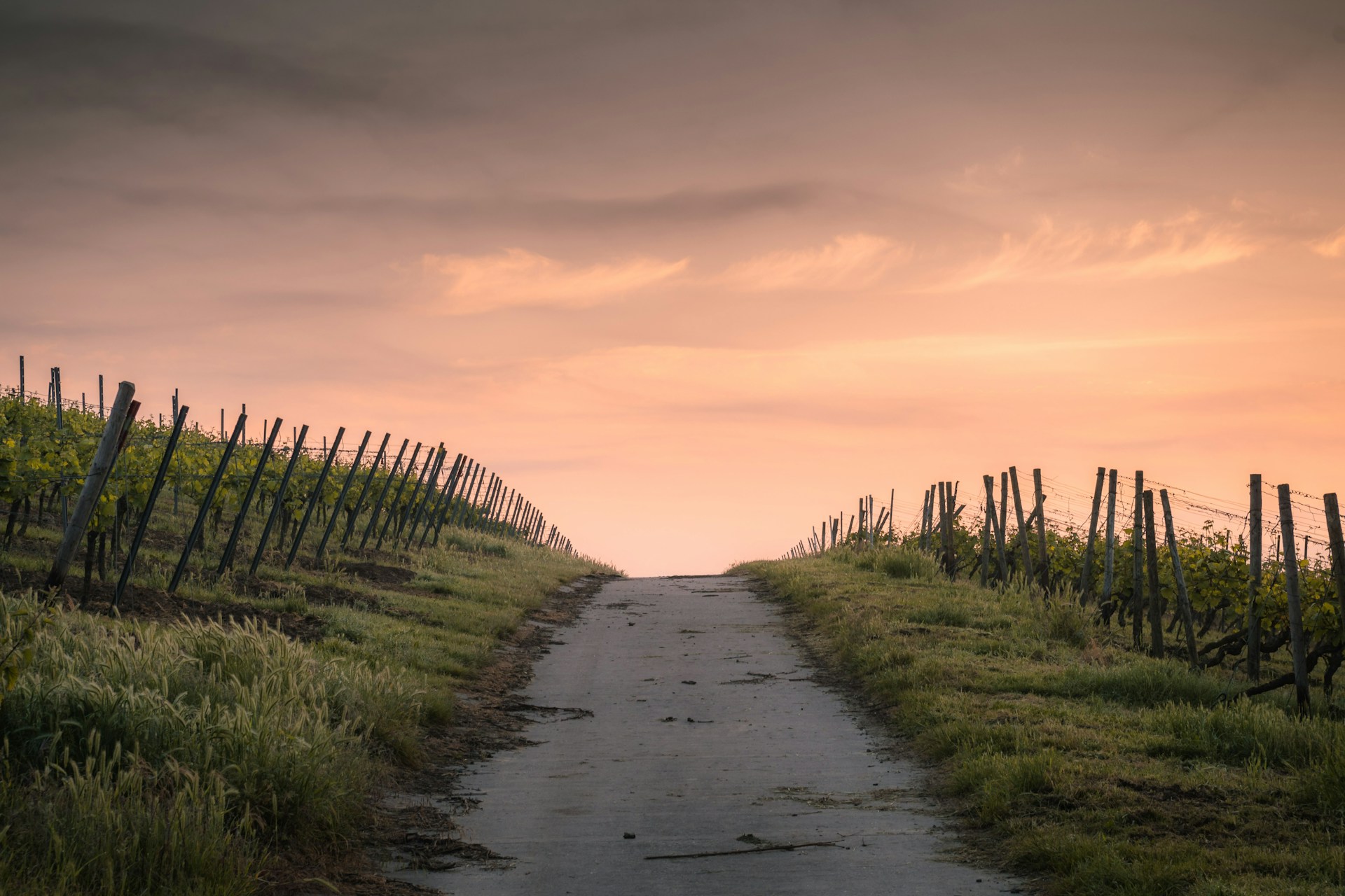 sunset path through vineyard sunset path through vineyard