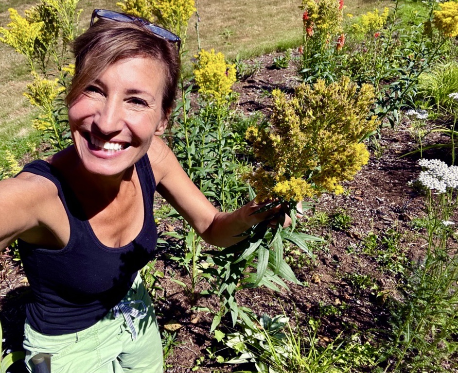 Herbal Focus: Goldenrod<span class="latin">Solidago spp.</span>
