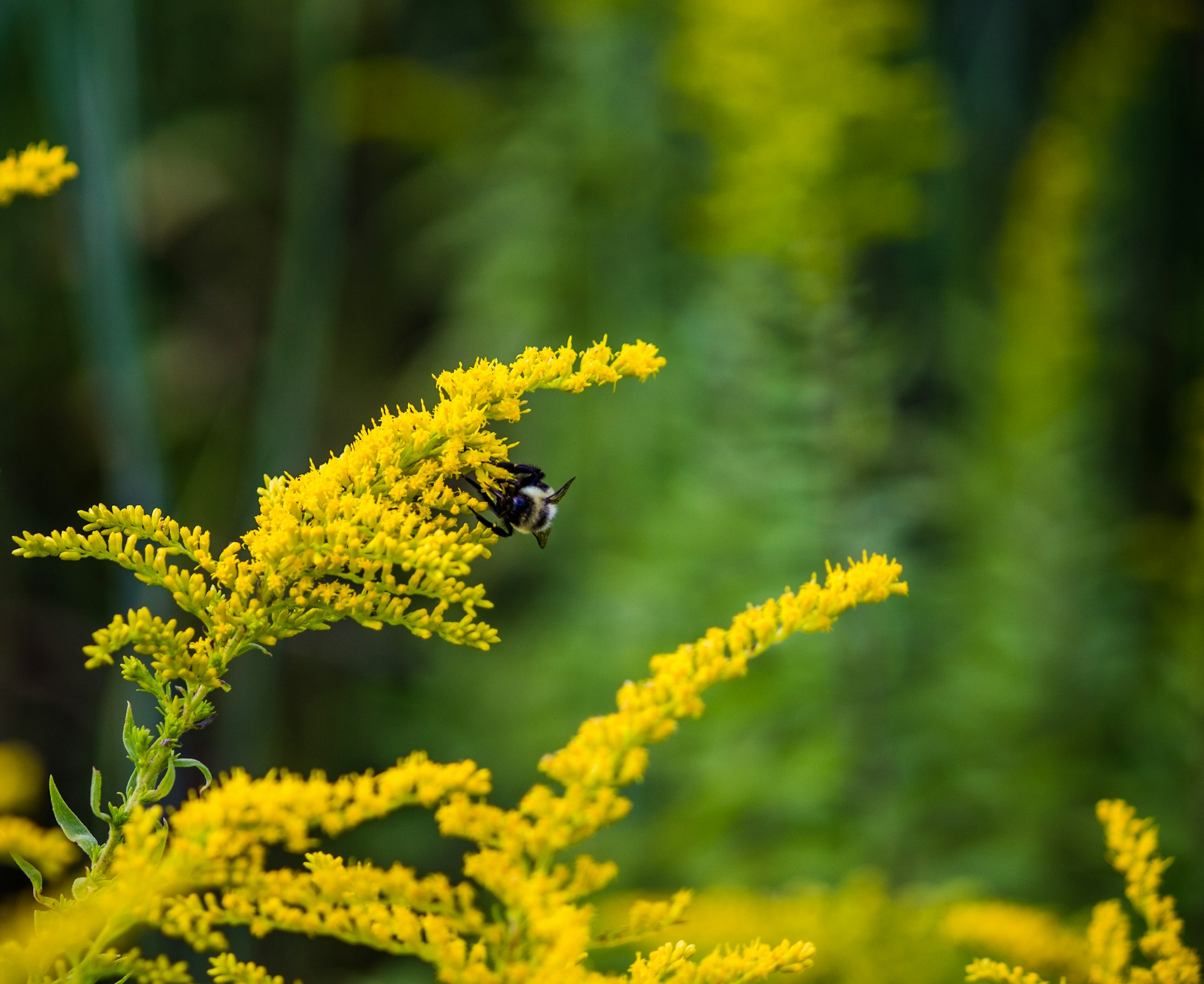 bee perched on a cluster of goldenrod flowers