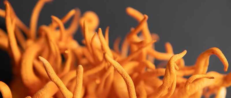 cordyceps mushrooms healthy cordyceps mushrooms healthy