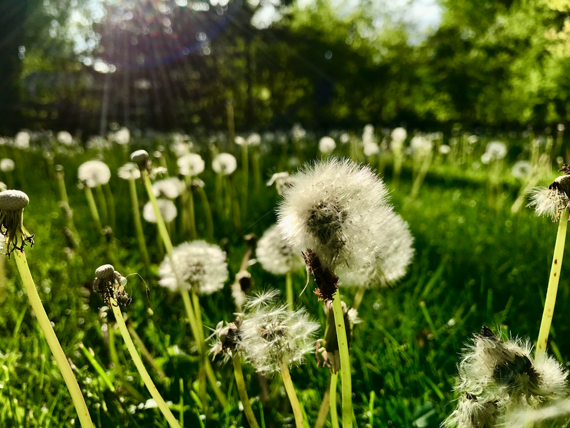 field of dandelions field of dandelions