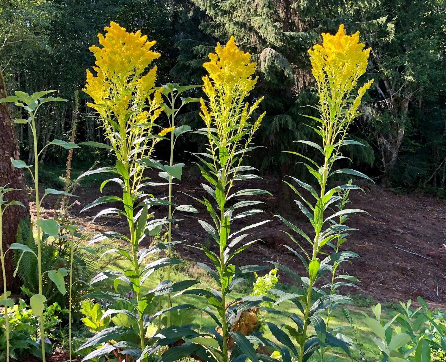 tall clusters of goldenrod