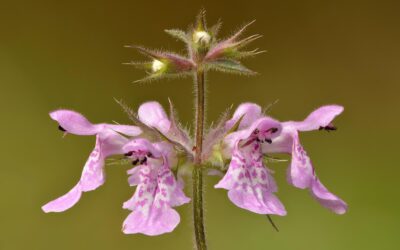 Herbal Focus: WoundwortStachys palustris
