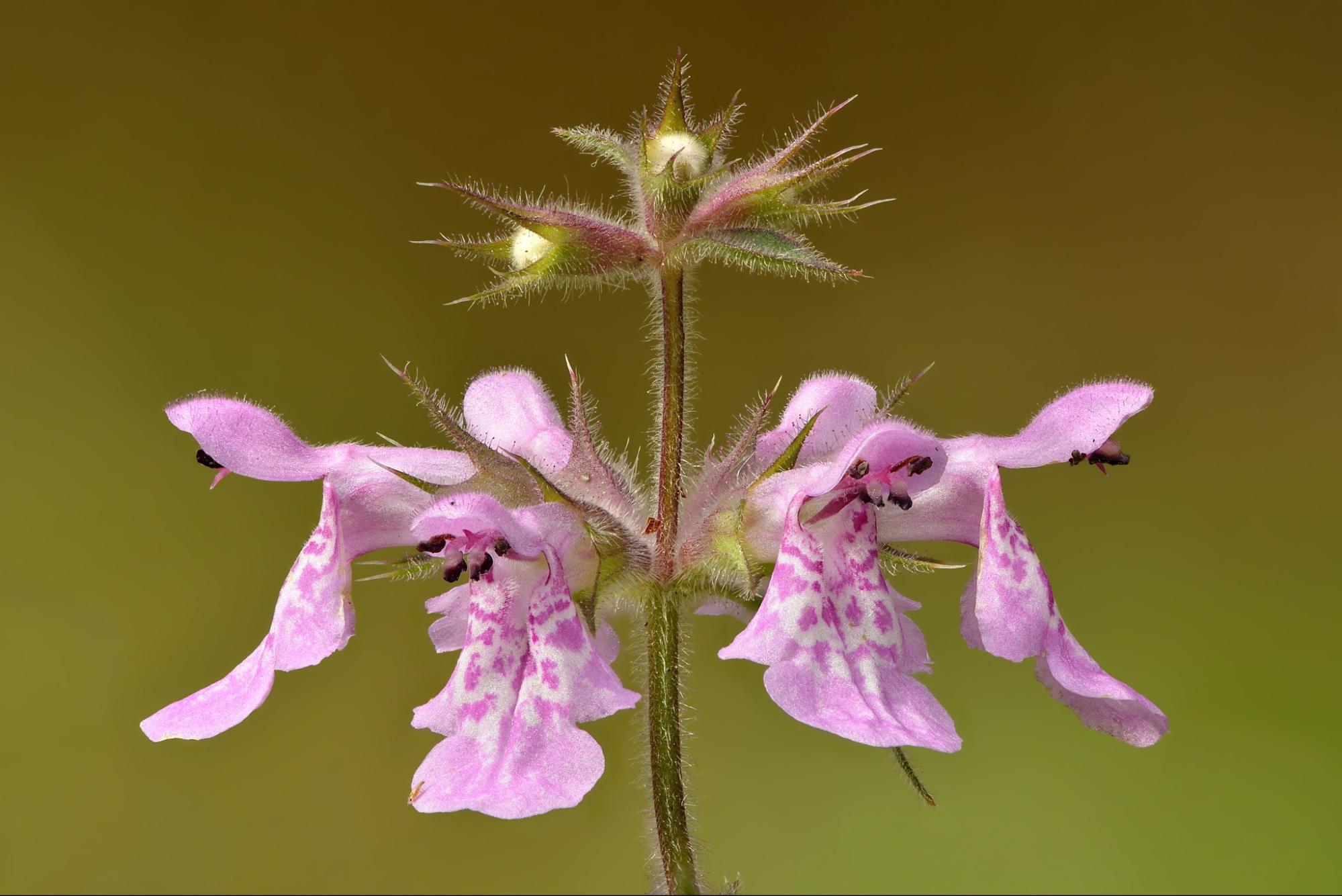 Herbal Focus: Woundwort<span class="latin">Stachys palustris</span>
