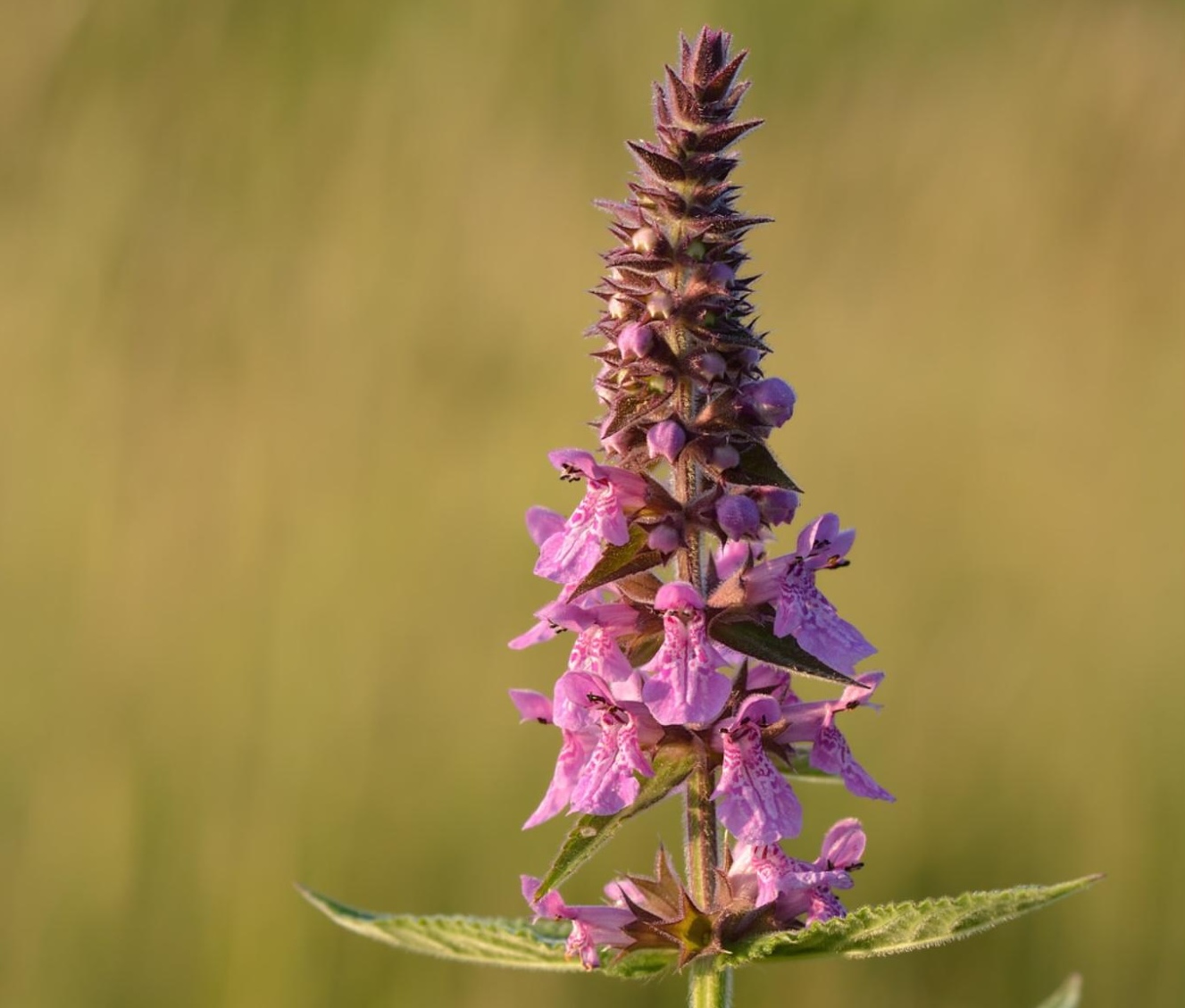 Woundwort Stachys palustris spike