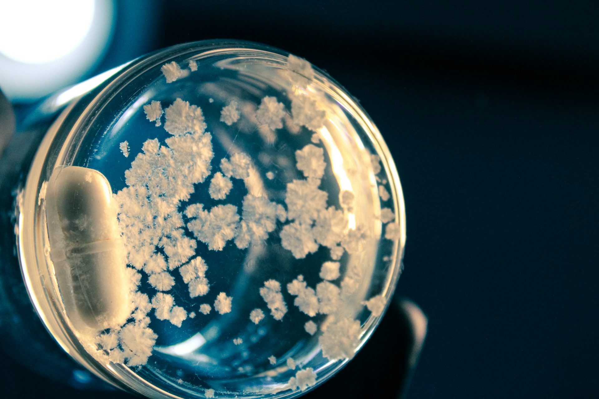 bacteria culture