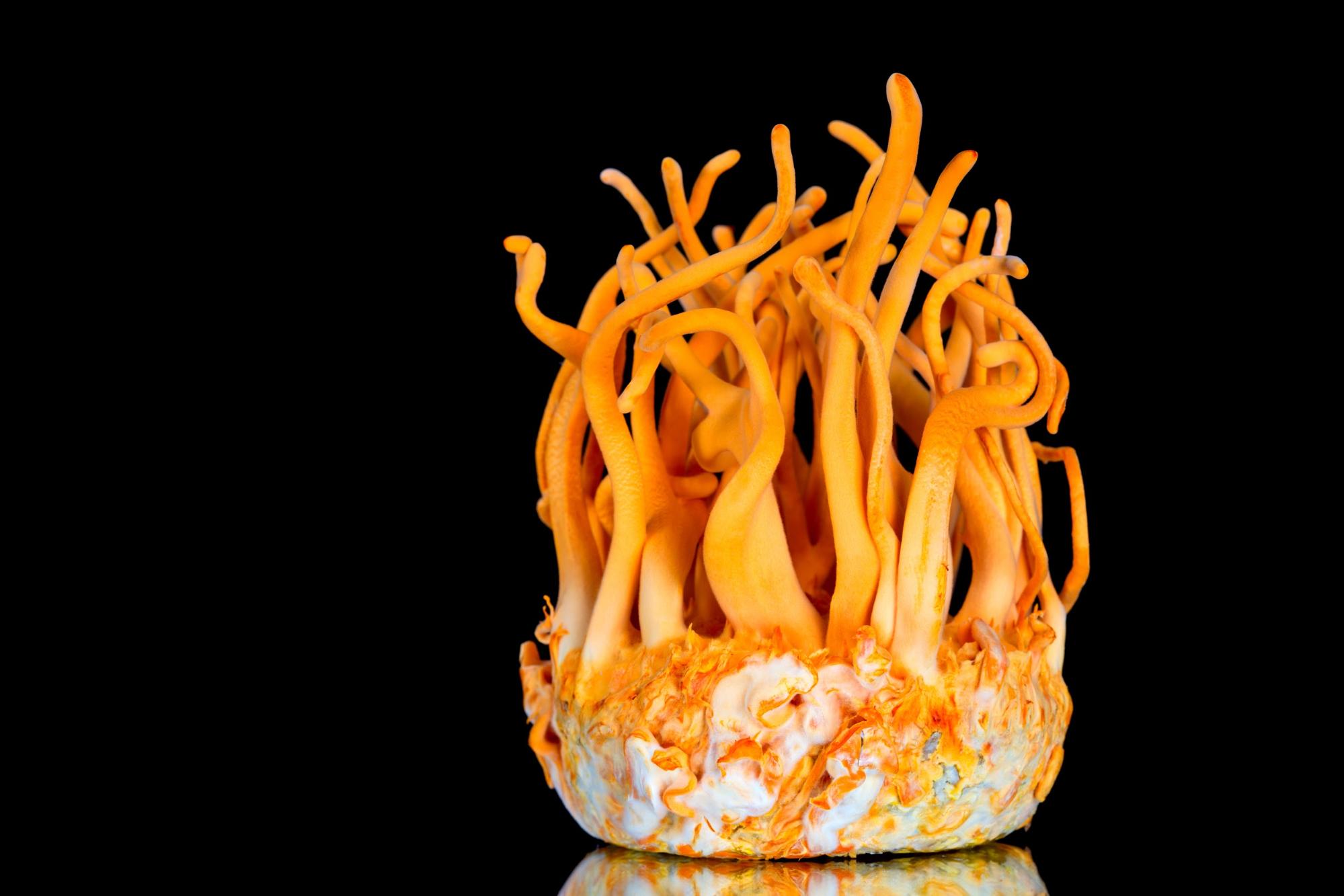 cordyceps mushrooms