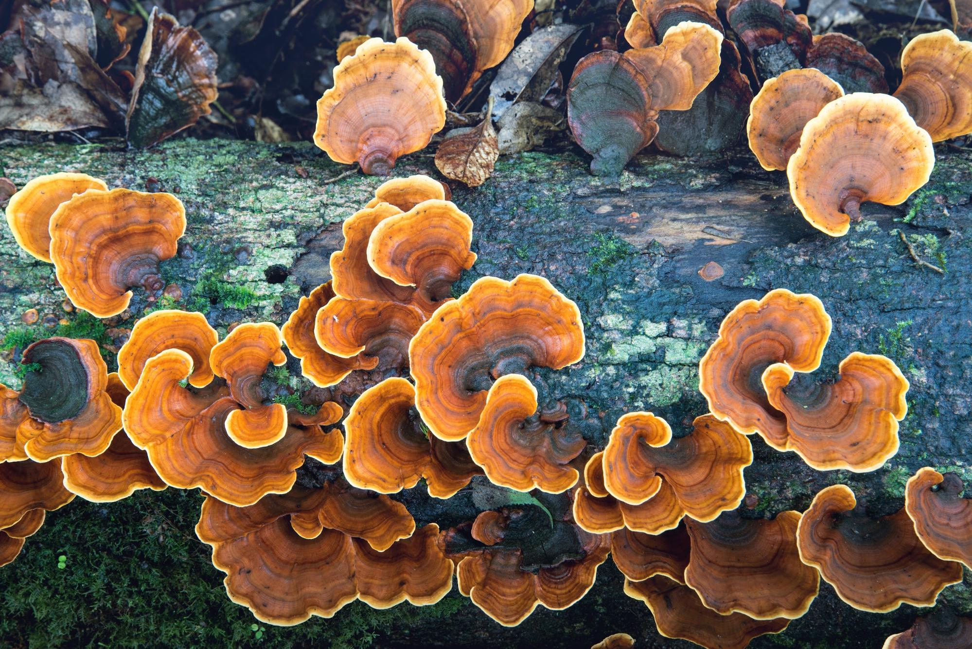 reishi mushrooms growing on log