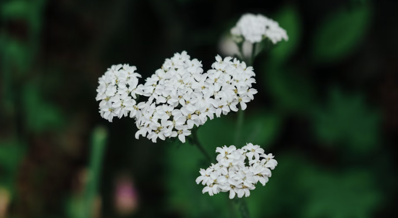 white yarrow blossoms