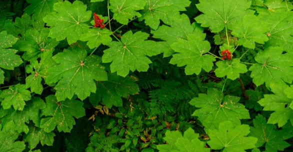 Herbal Focus: Devil’s Club <span class="latin">Oplopanax horridus, Echinopanax horridus, Fatsia horrida</span>