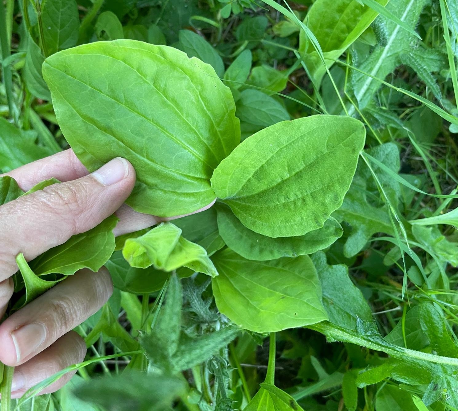 foraging plantain leaf