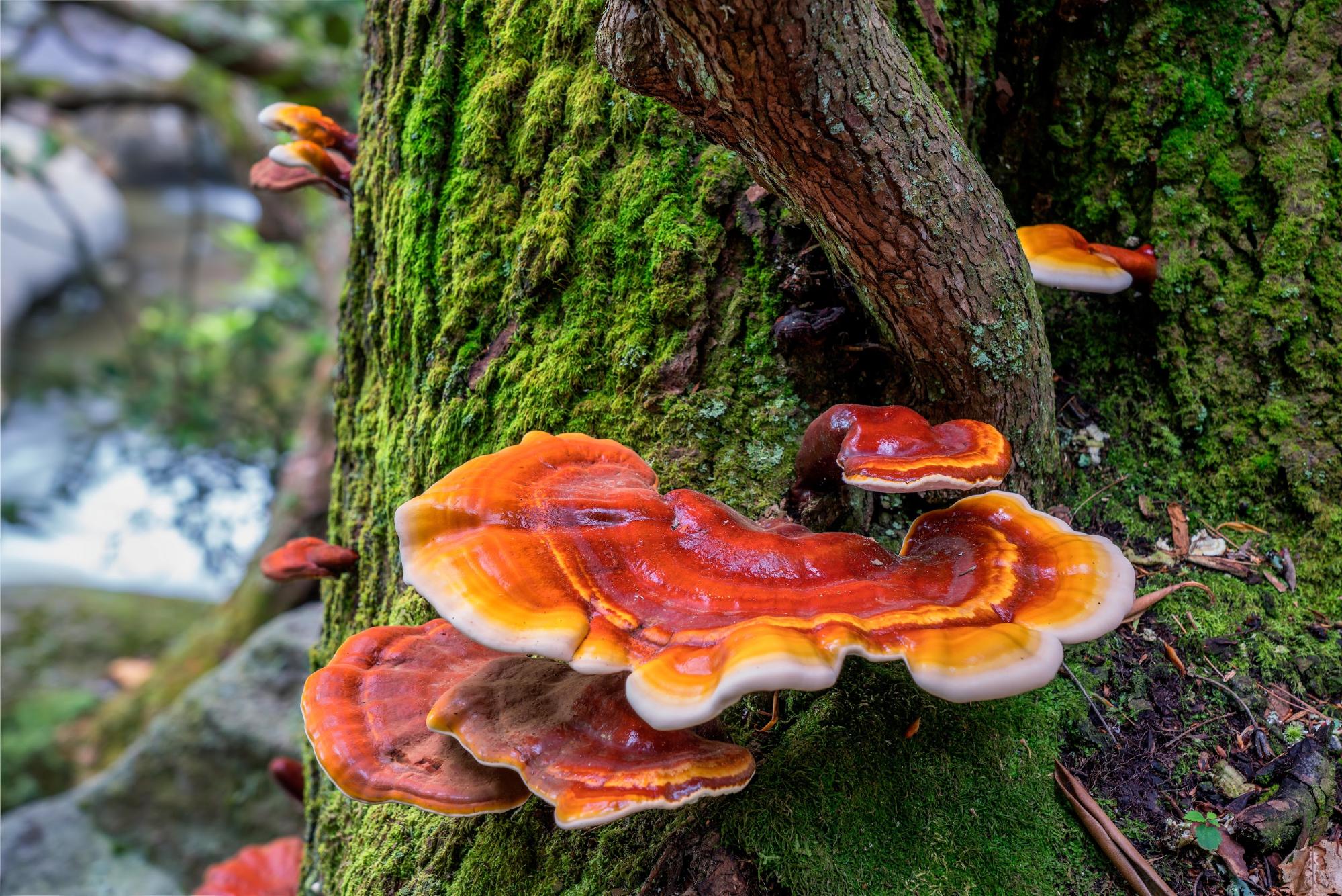 reishi mushrooms on mossy tree