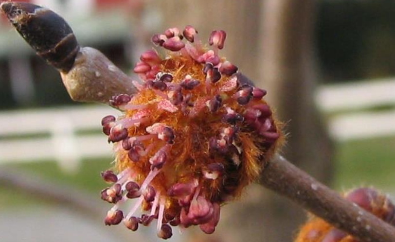 slippery elm flower
