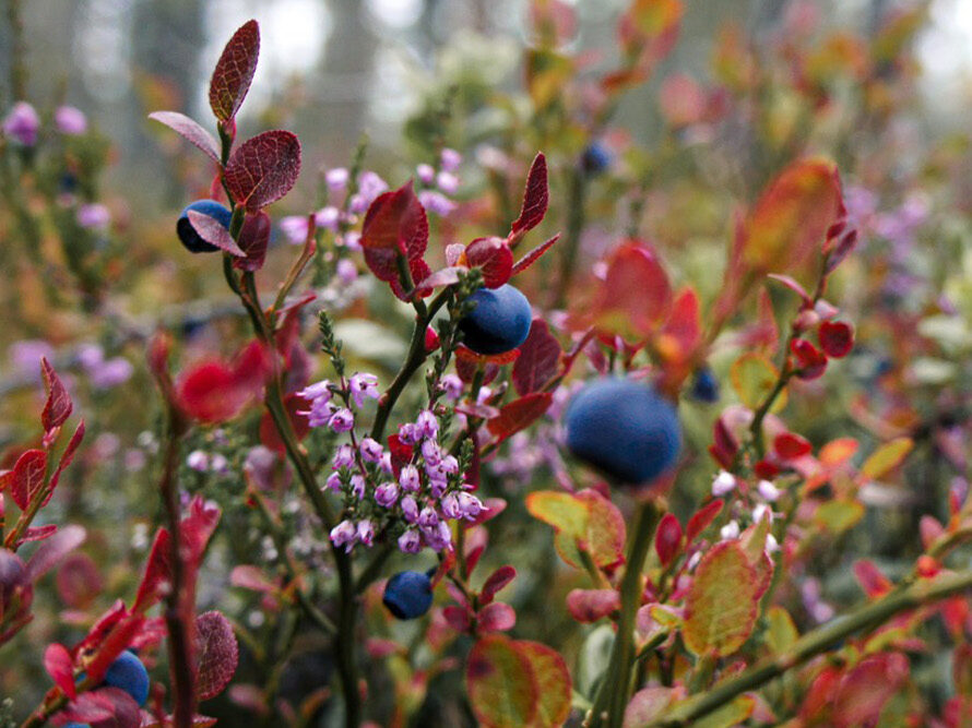 bayberries in nature bayberries in nature