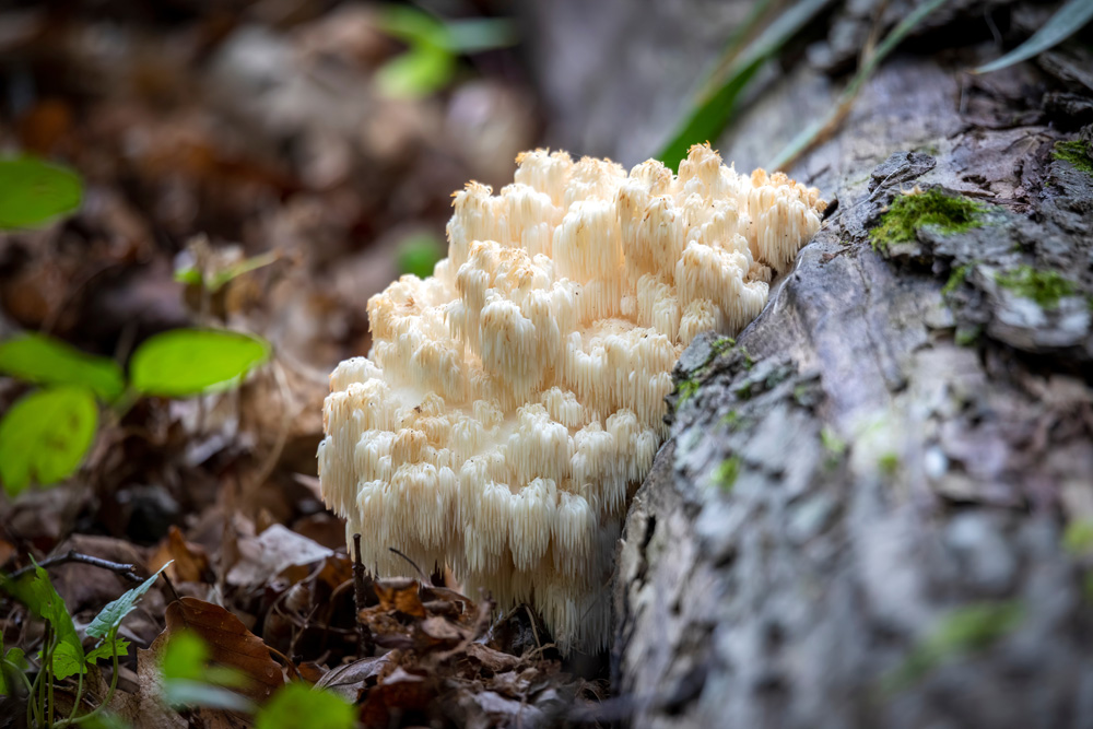 Nicoles Apothecary Bronchial Blend tincture Lion's mane mushroom (Hericium erinaceus ) growing on downed log