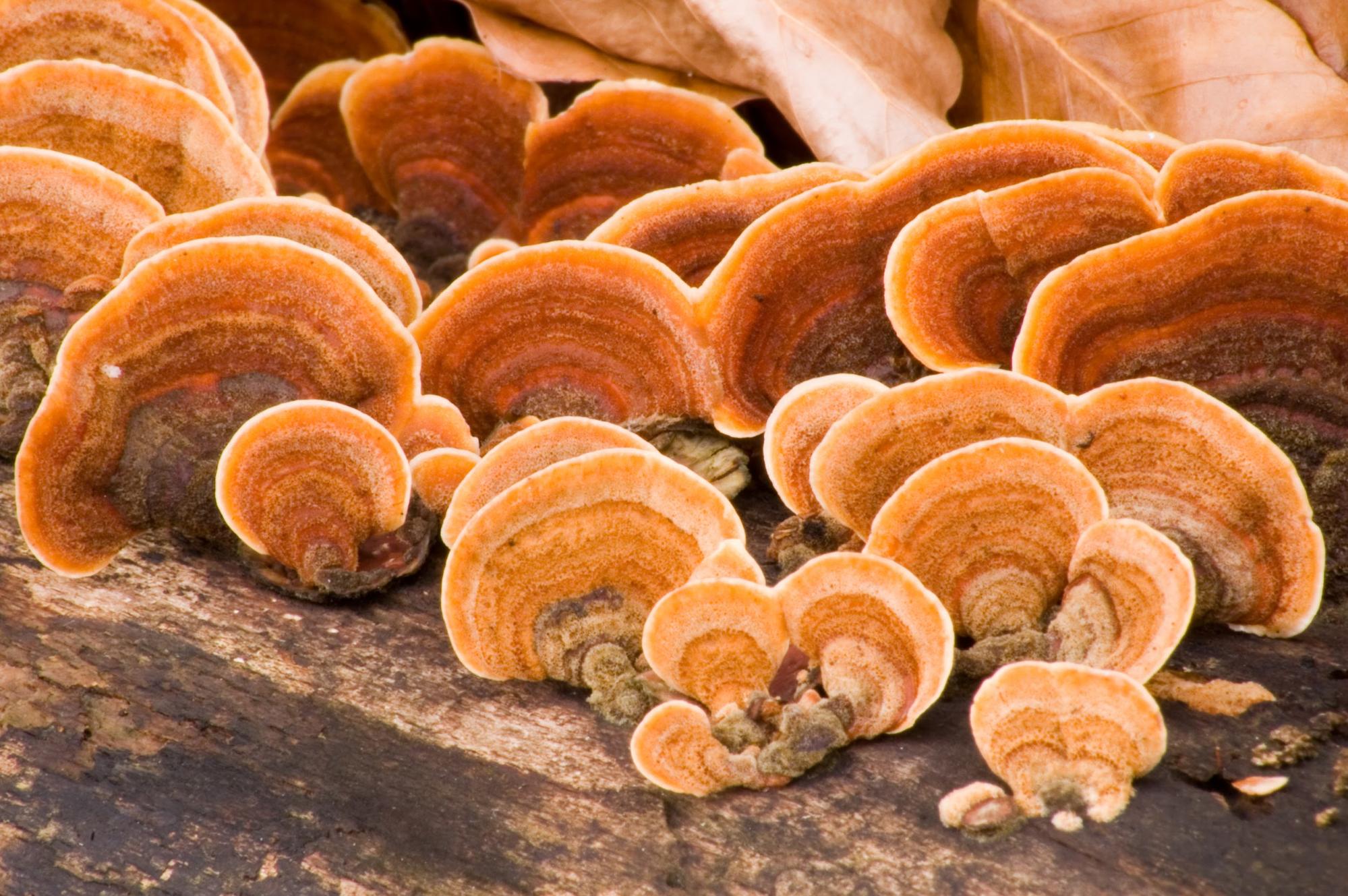 reishi mushrooms on log reishi mushrooms on log