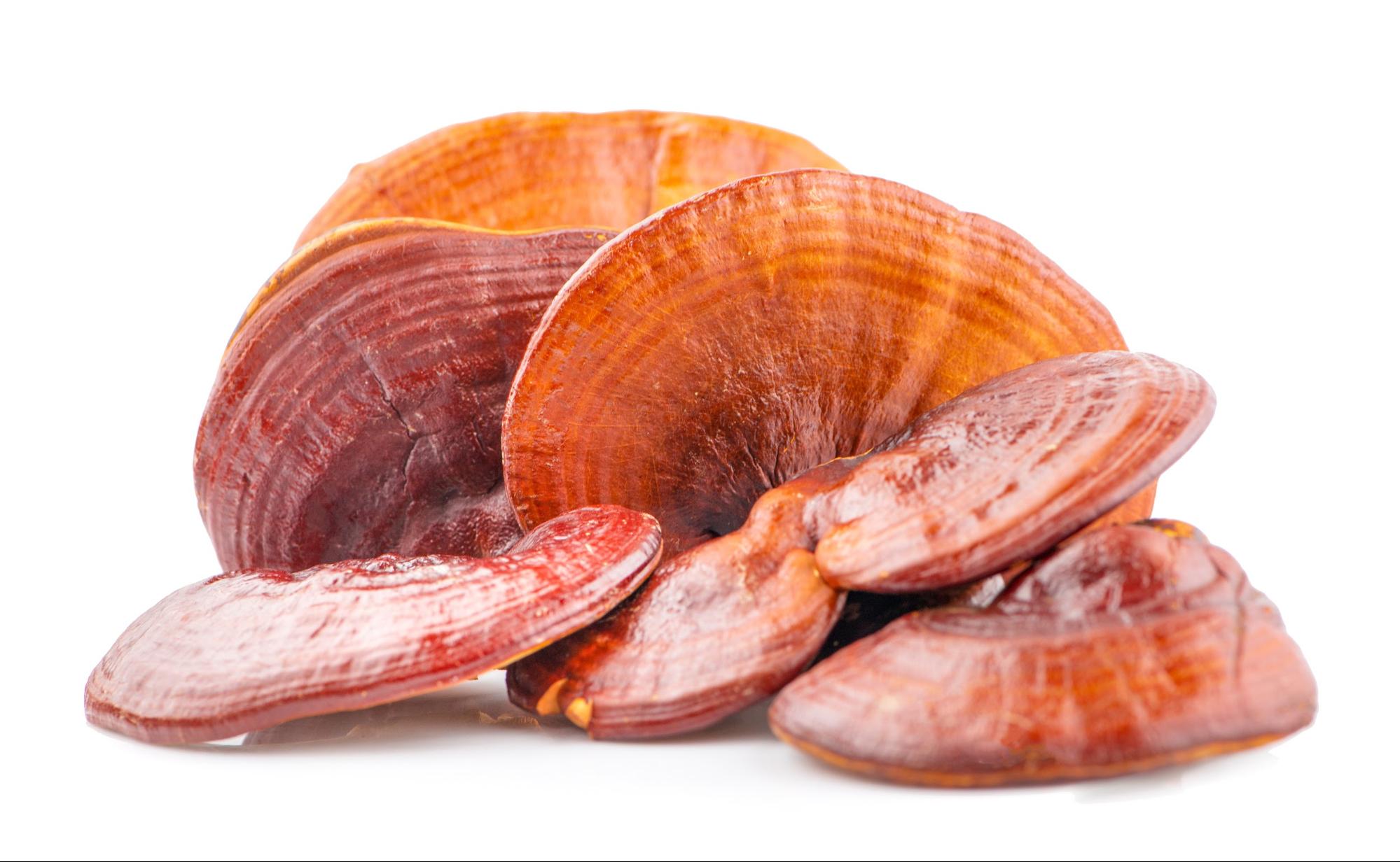 reishi mushrooms