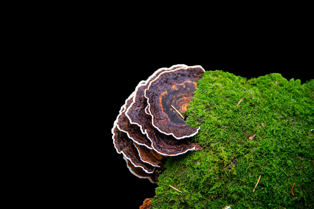 Turkey tail mushroom growing on moss