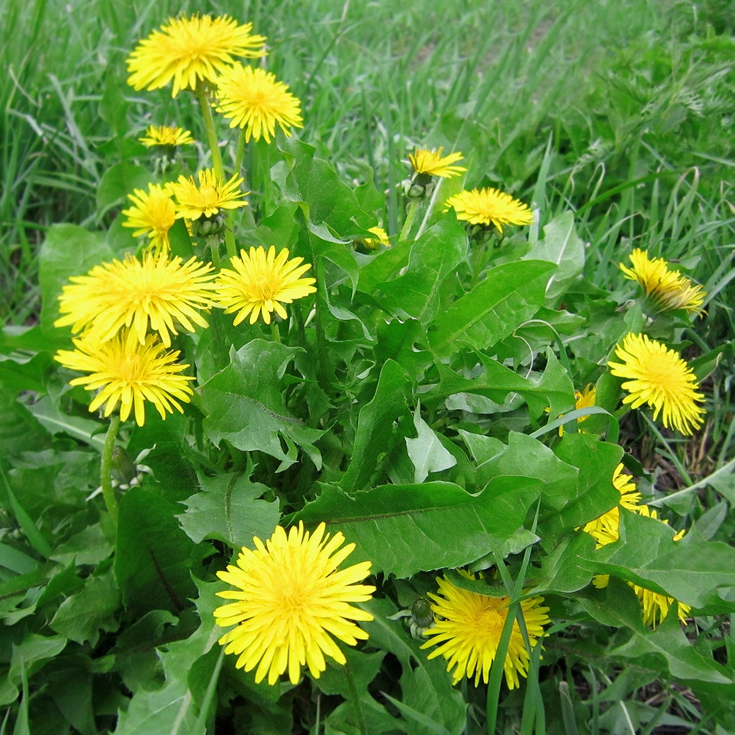Dandelion Field under blue sky dandelion taraxacum officianale