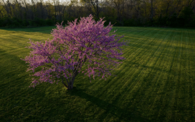 Herbal Focus: Redbud (Eastern) Cercis canadensis