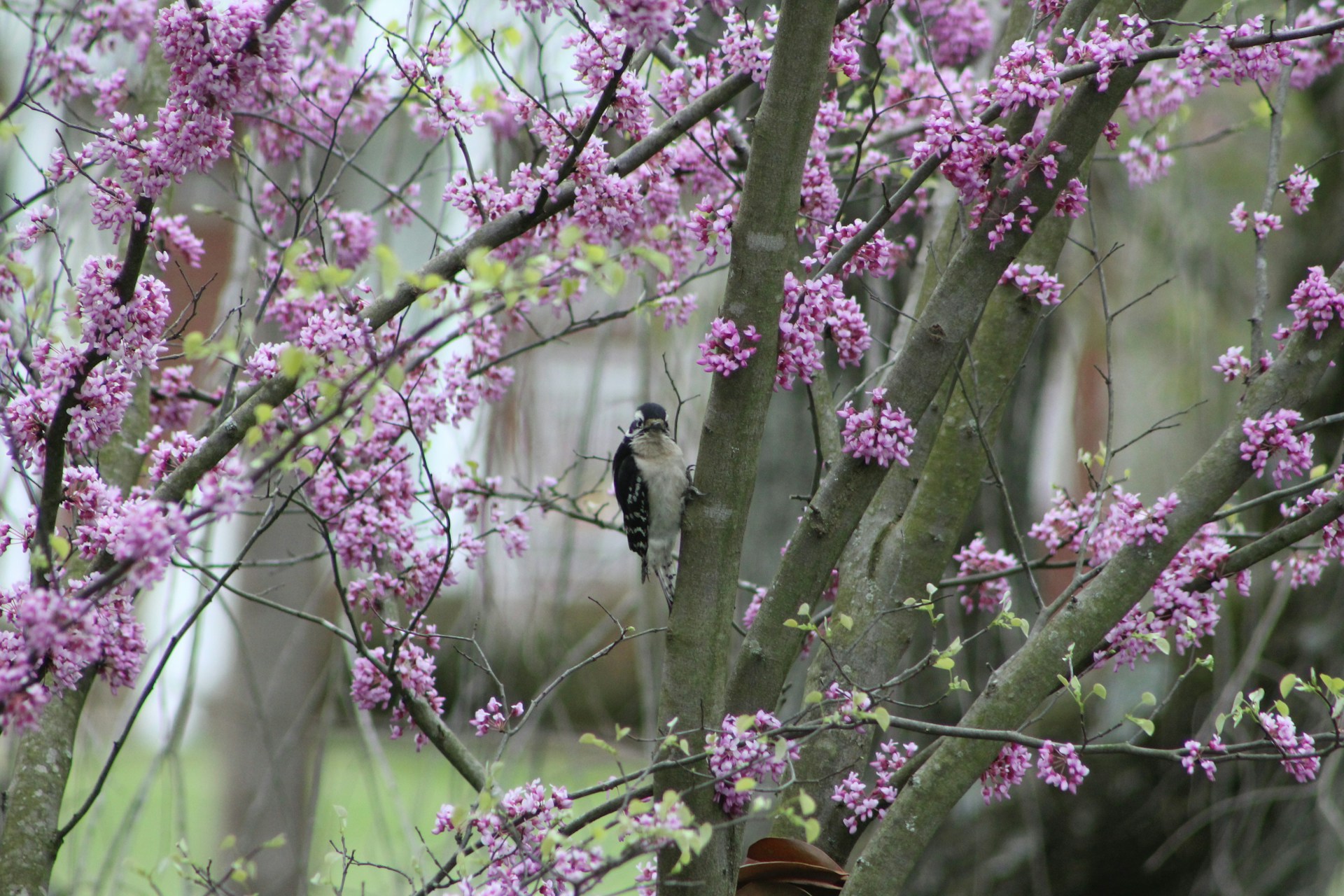 redbud tree blossoms