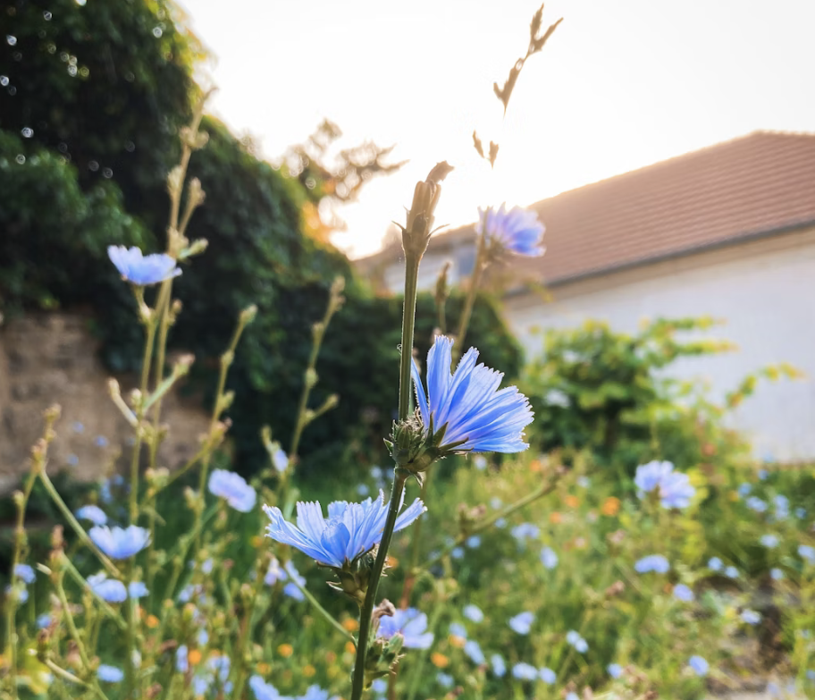 chicory plants