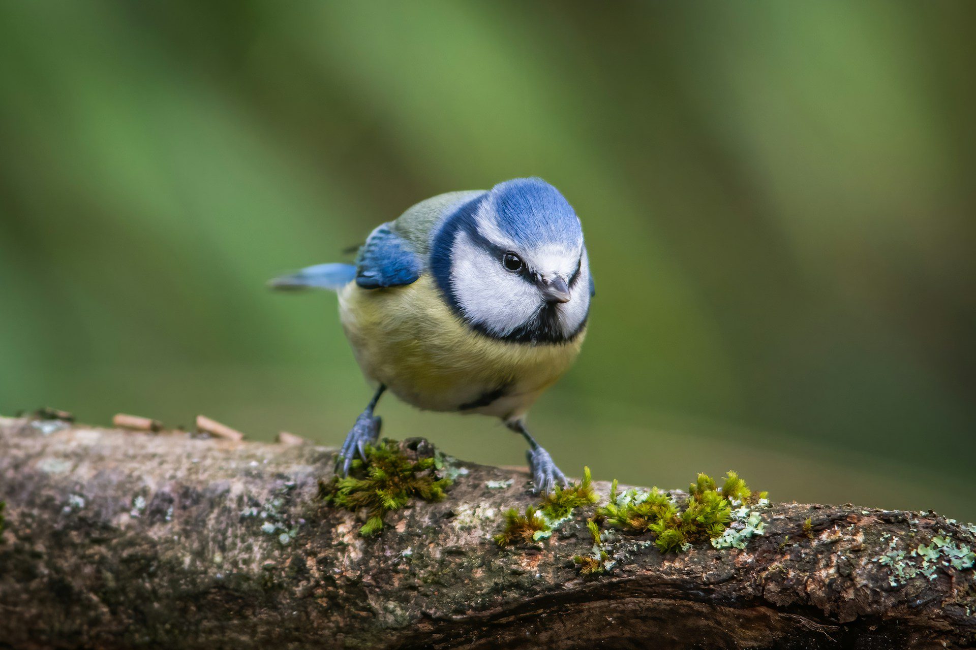 Eurasian Blue Tit Eurasian Blue Tit