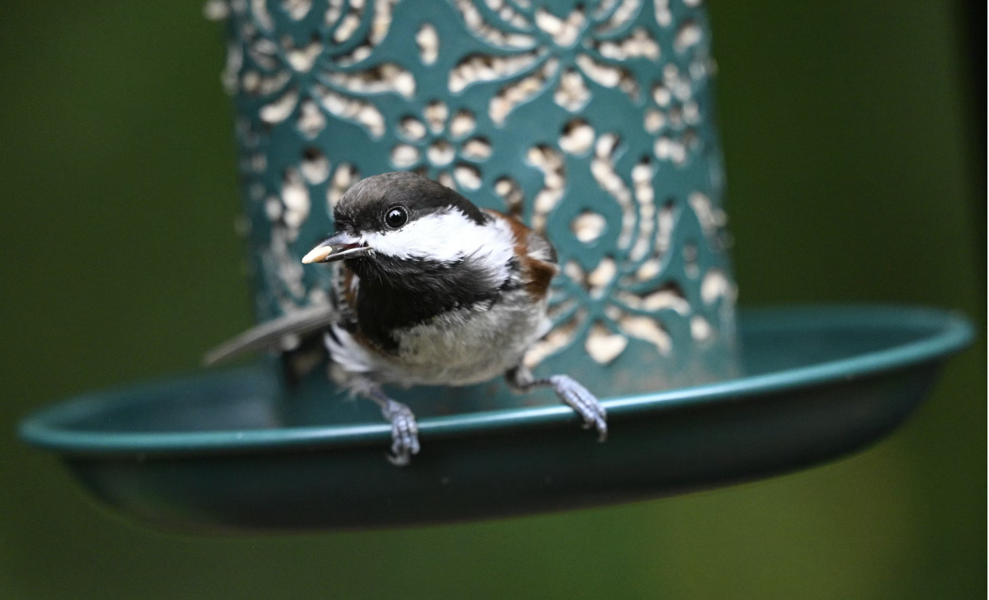 small bird perched on a blue bird feeder