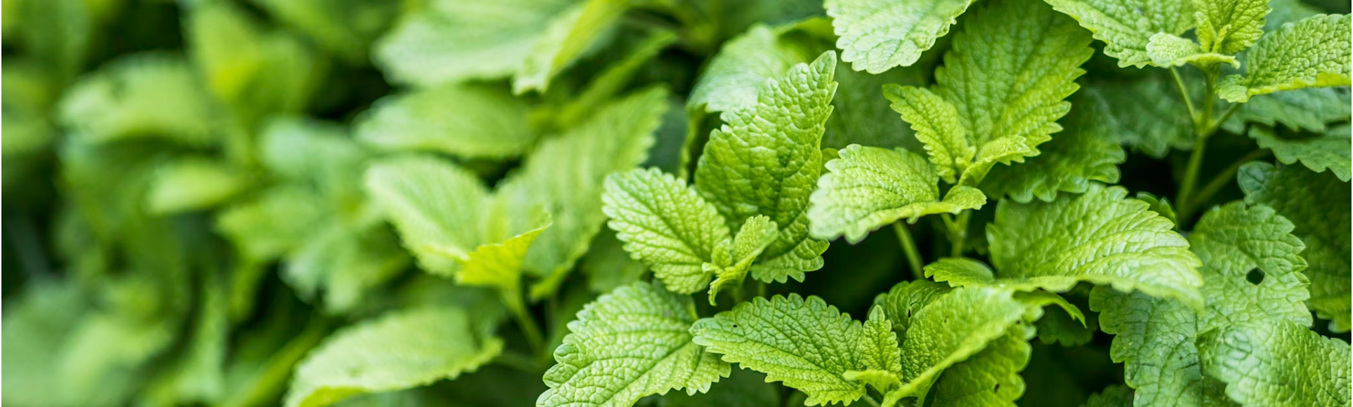 lemon balm plant
