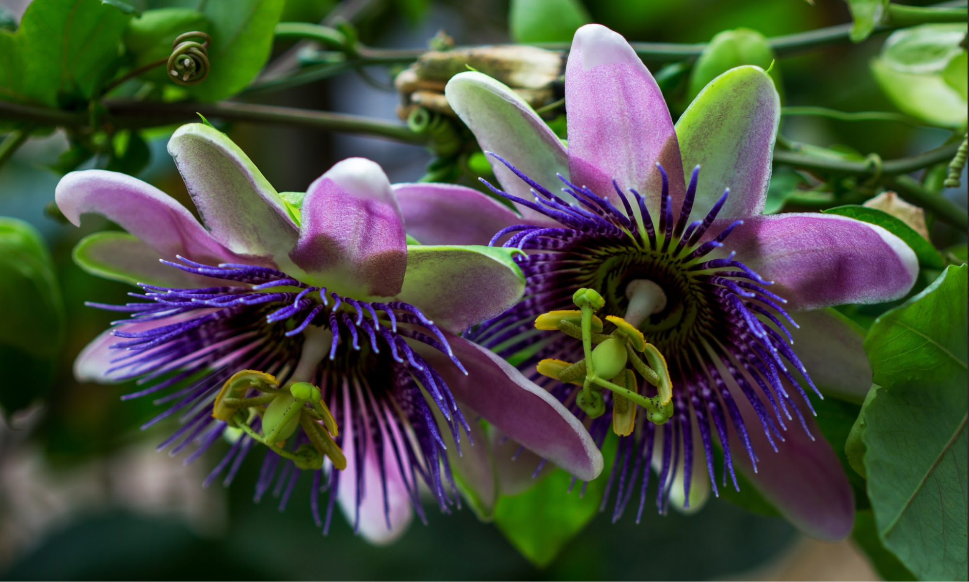 passion flowers closeup passion flowers on plant