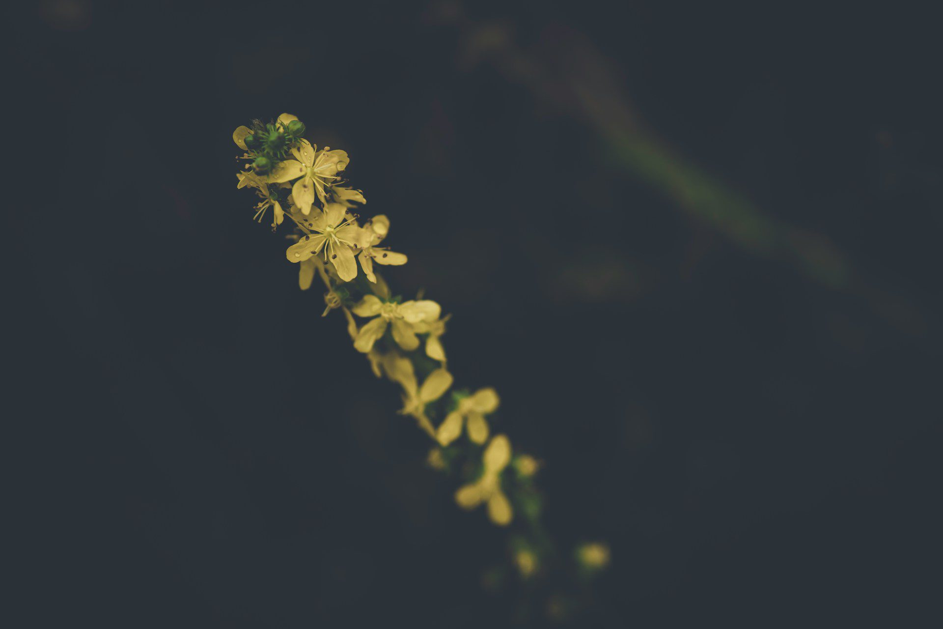 Herbal Focus: Agrimony Agrimonia eupatoria