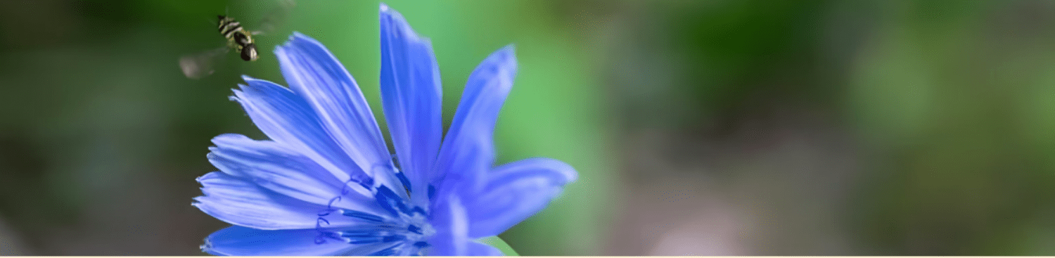 honey bee flying to chicory flower 