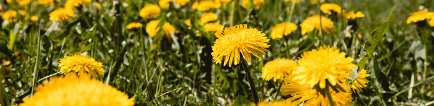dandelions in the grass