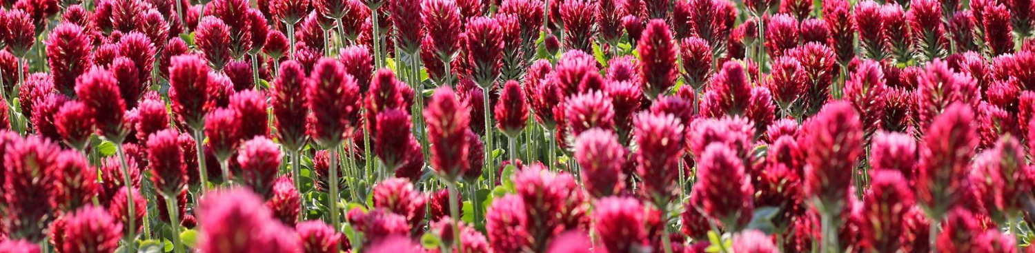 closeup red clover field