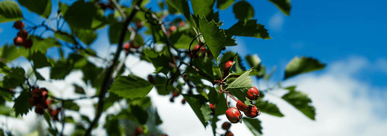 Hawthorn tree and berries