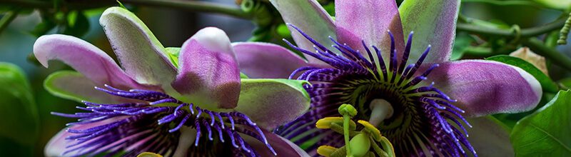 Sleep blend passion flower
