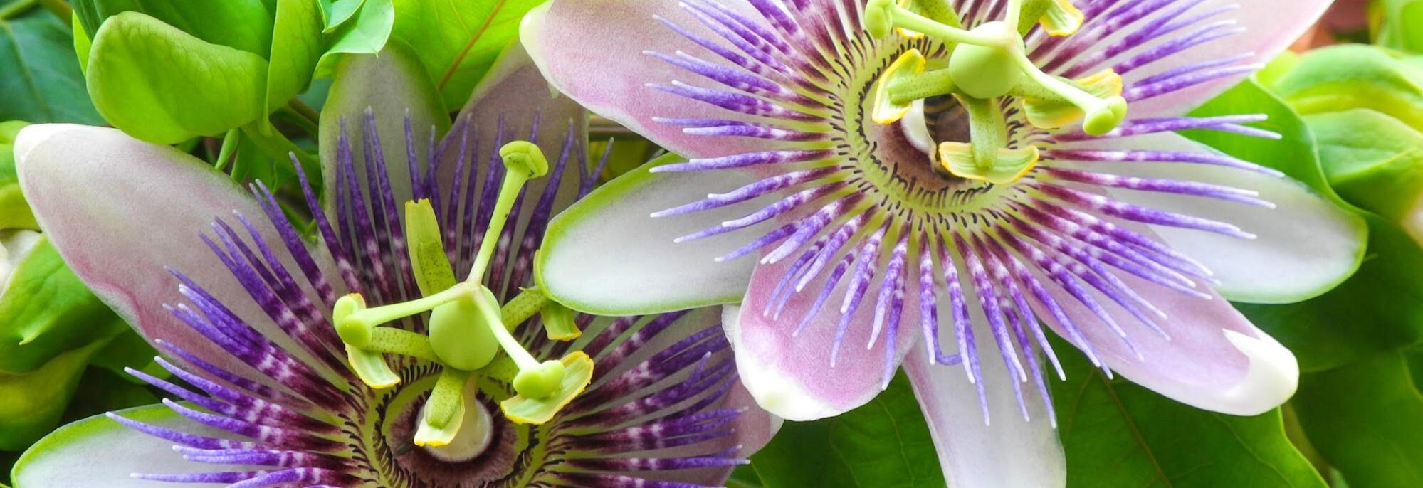 passionflowers Chronic Stress + Poor Sleep Can Increase Your Risk of Autoimmunity. Here’s Why