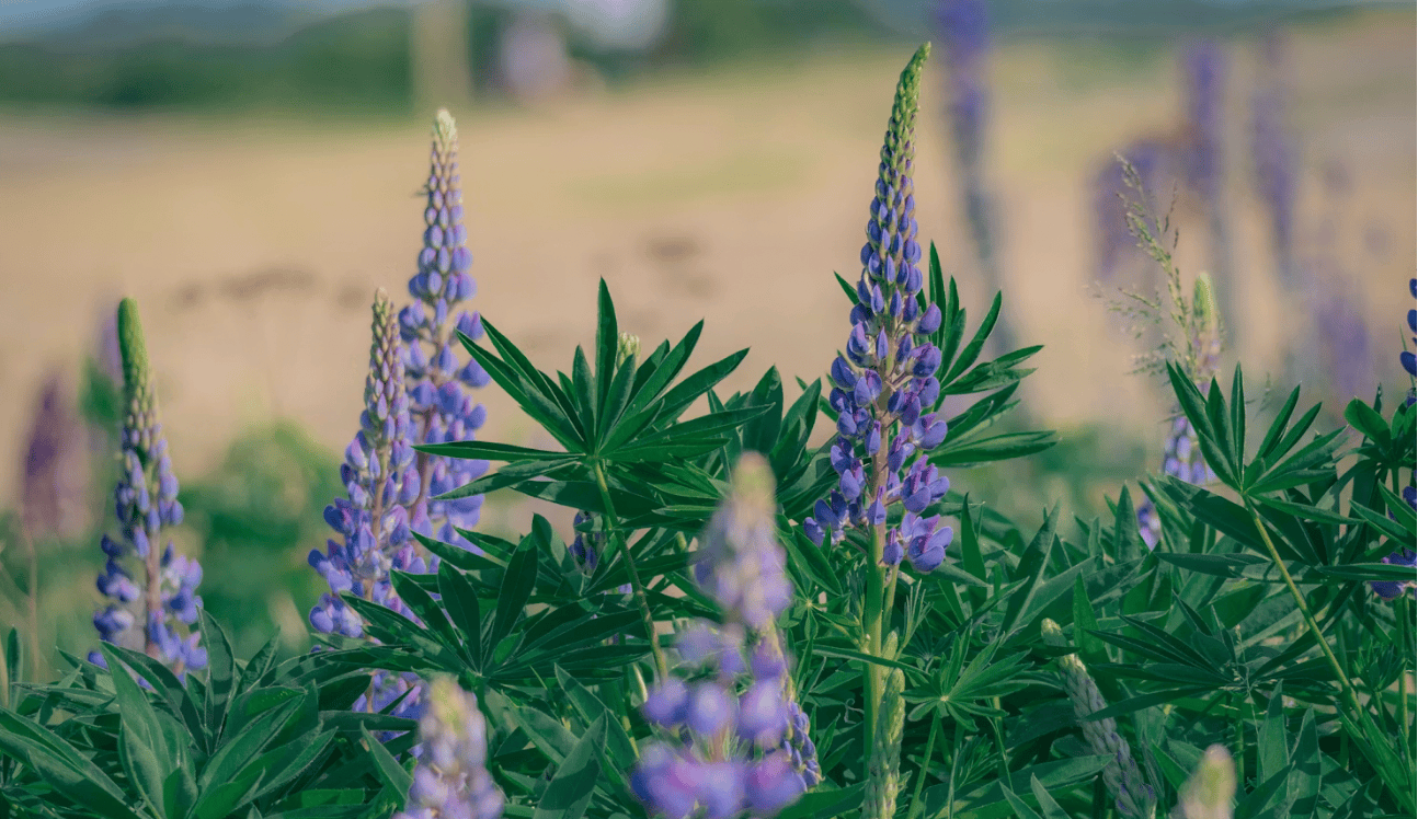 purple lupine flower spikes