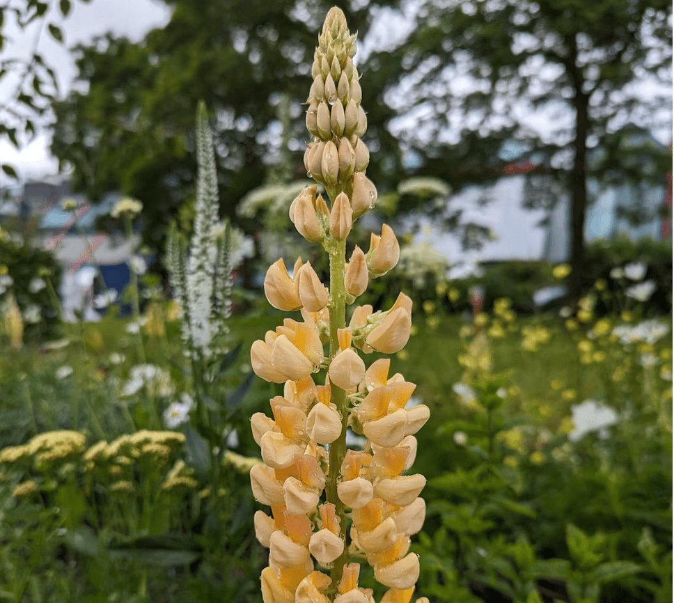 yellow lupine flower spike