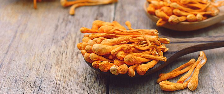 cordyceps mushrooms energy cordyceps mushrooms energy