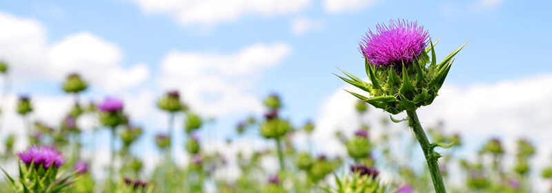 dandelion root liver detox dandelion root liver detox