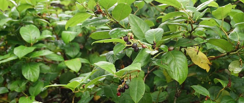 Salal berries healing plant