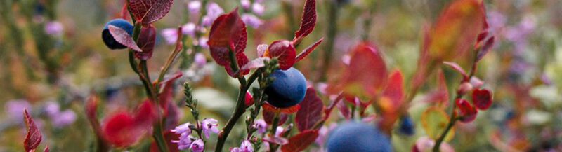 heart healthy blend bilberries antioxident health