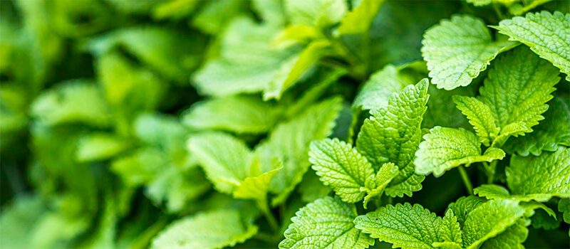 Nicoles Apothecary Bronchial Blend tincture