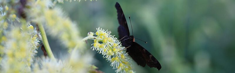 menopause black cohosh