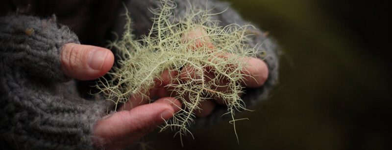 usnea lichen tincture spray usnea lichen tincture spray