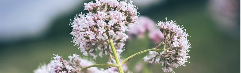 valerian root sleep longer